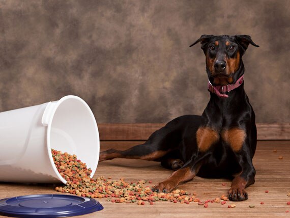 5 Dog Food Storage Mistakes You DON’T Want to Make