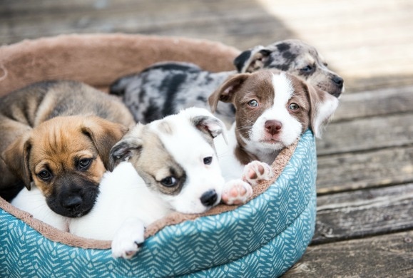 4 Scary Things Living in Your Dog's Bed