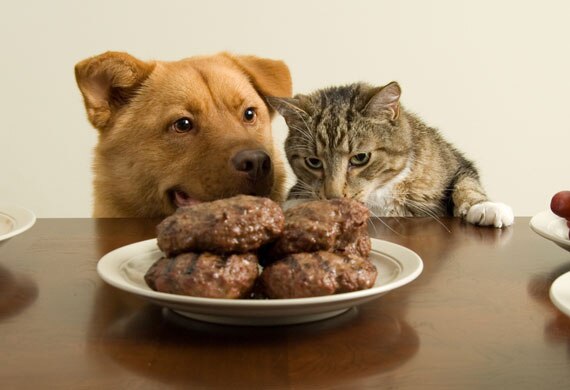 Digestive Problems in Pets: Causes, Signs and Treatments