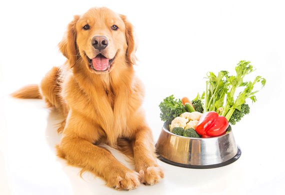 Does Your Dog Food Have these 6 Vegetables? | PetMD