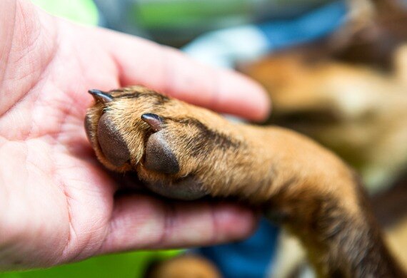 Why Do Dogs Lick and Chew Their Paws?