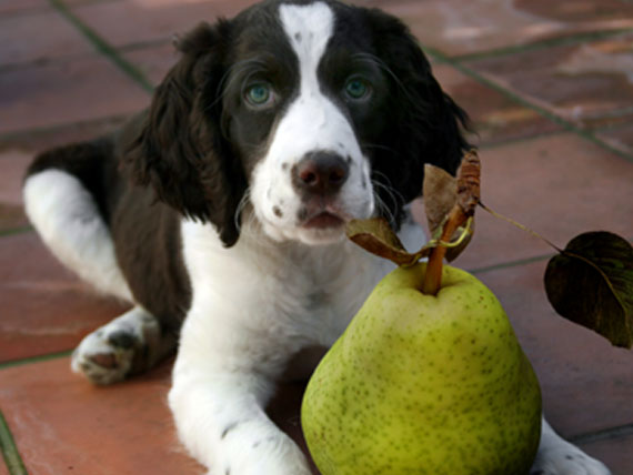 10种最适合狗狗的水果和蔬菜