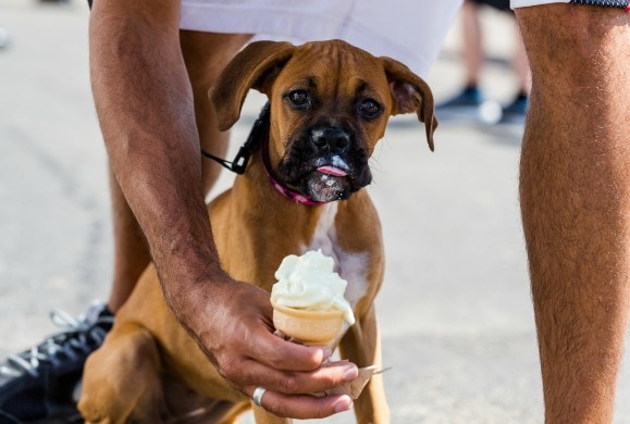 6 Reasons Why Your Dog Shouldn’t Have Sugar