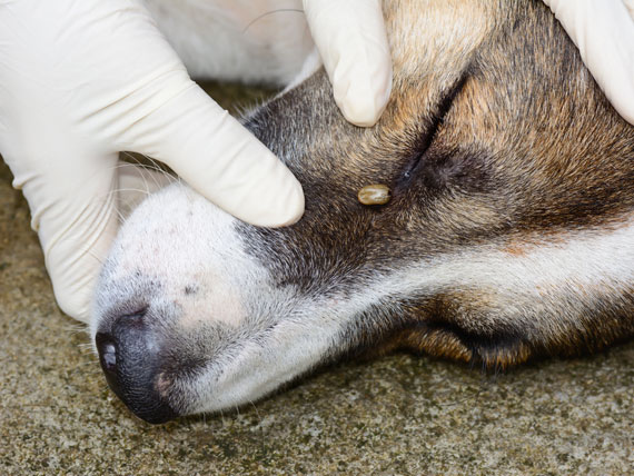 5 Unsuspecting Places Your Dog is Exposed to Ticks