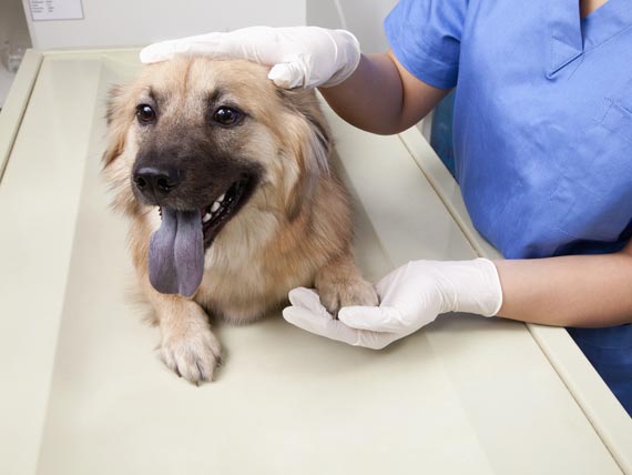 4 Must-Know Facts About Kidney Disease in Dogs