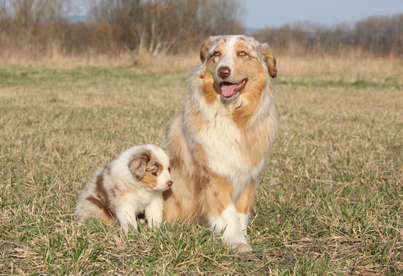 How Your Dog's Behavior Can Change with Age