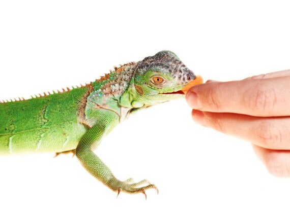 10 Fruits and Vegetables for Lizards