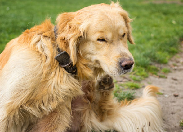 5 Common Reasons Your Dog is Scratching Himself