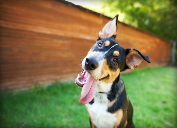 6 Heartworm Prevention Mistakes You Might Be Making