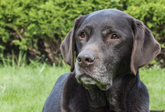 7 Signs of Cushing's Disease in Dogs
