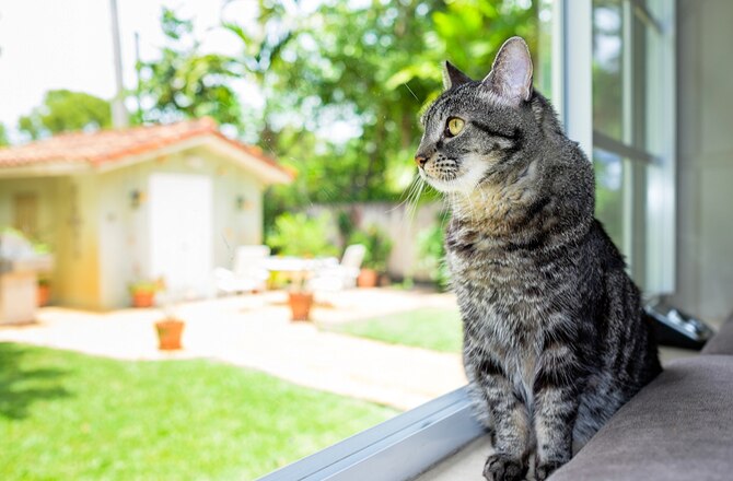 Leaving Your Cat Alone: 9 Things You Need to Know