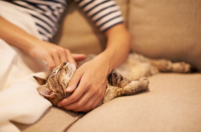 6 Surefire Ways to Bond with Your Cat