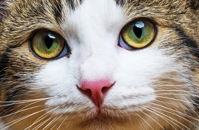 7 Tips for Treating Cat Eye Infections