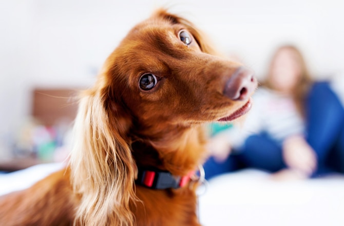 7 Ways to Treat and Prevent Back Problems in Dachshunds