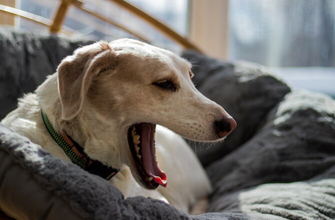 8 Surprising Causes of Dog Coughing