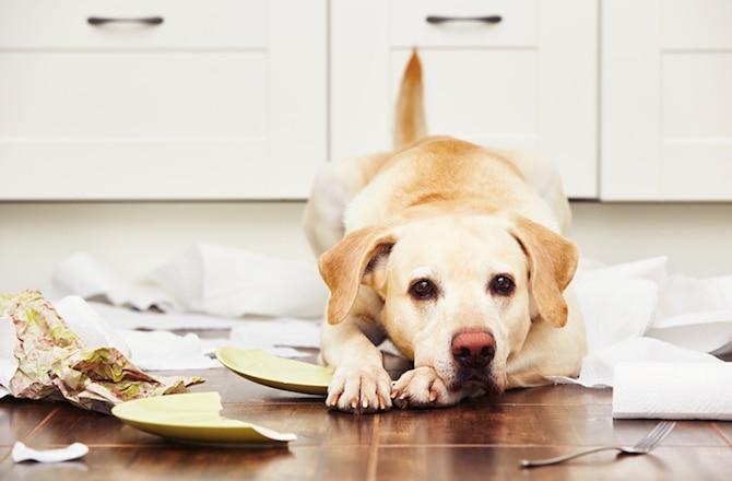 6 Signs Your Dog Isn’t Getting Enough Exercise
