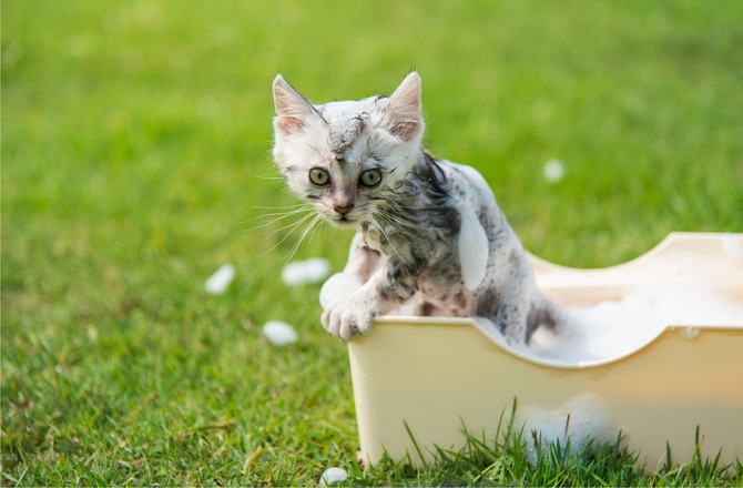 How to Bathe a Kitten