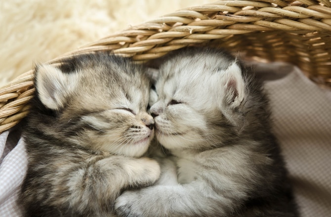10 Interesting Facts About Newborn Kittens