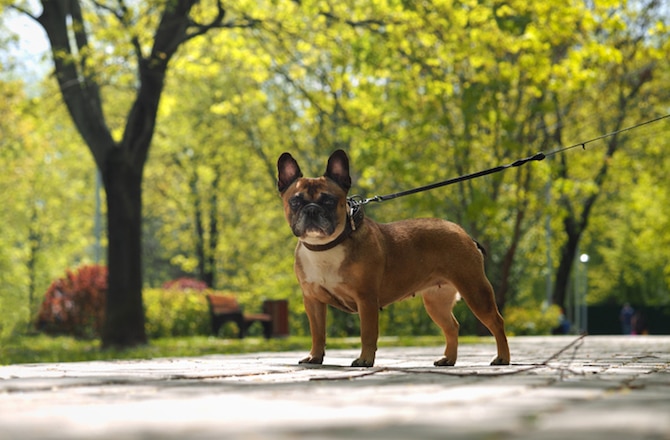 7 Summer Dog Walking Tips You Should Keep in Mind