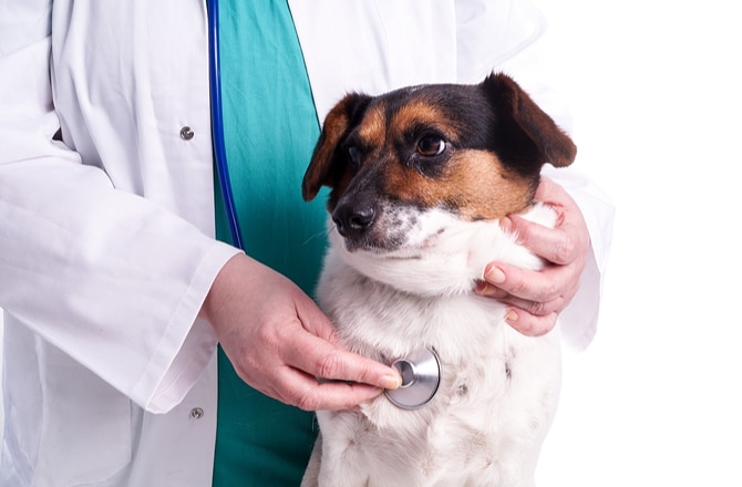6 Reasons to See a Veterinary Cardiologist