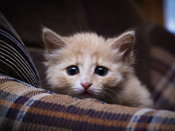 10 Signs Your Cat Might Be Stressed