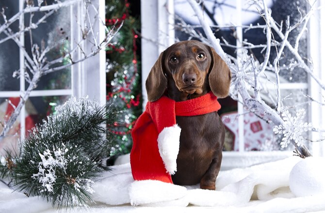 22 Holiday Items That Can Harm Your Pets