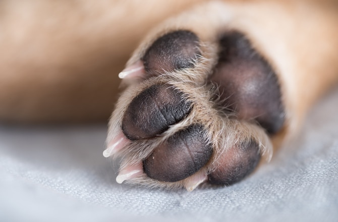 12 Ways to Protect Your Dog’s Paws All Year Round