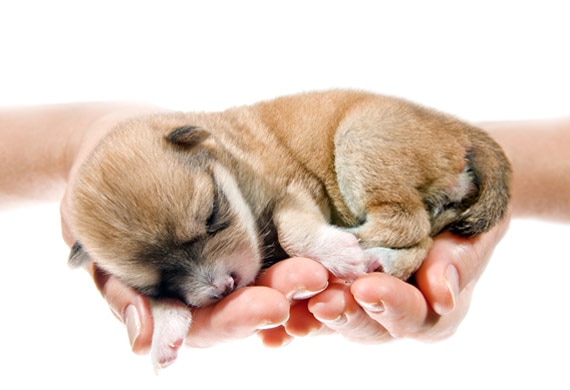 Pictures of Newborn Puppies and Kittens