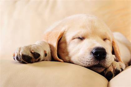 Decoding Your Dog's Sleeping Habits