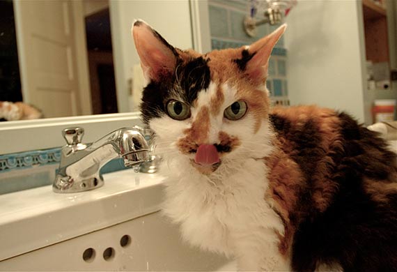 5 Ways to Keep Your Cat Hydrated