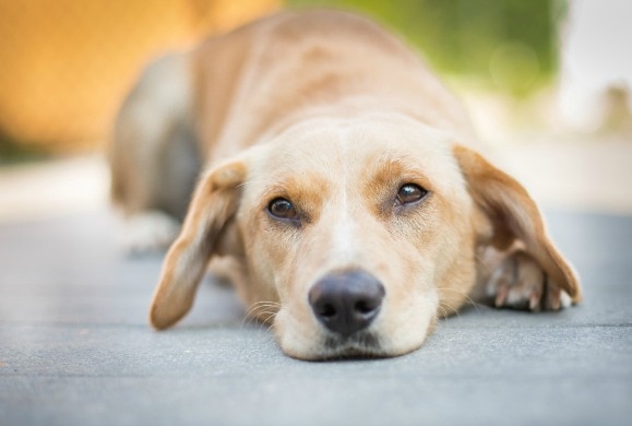 Symptoms of Fleas on Dogs