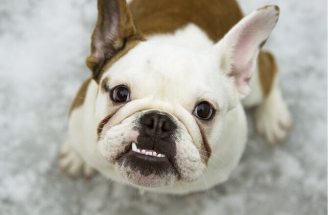 4 Treats That Can Harm Your Dog's Teeth