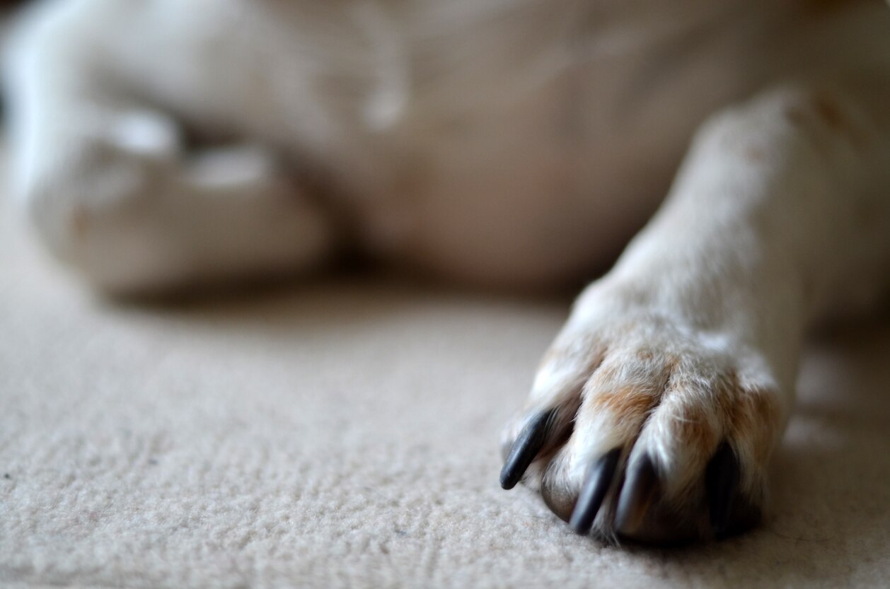 Why Is My Dog Licking His Paws and Chewing Them? PetMD