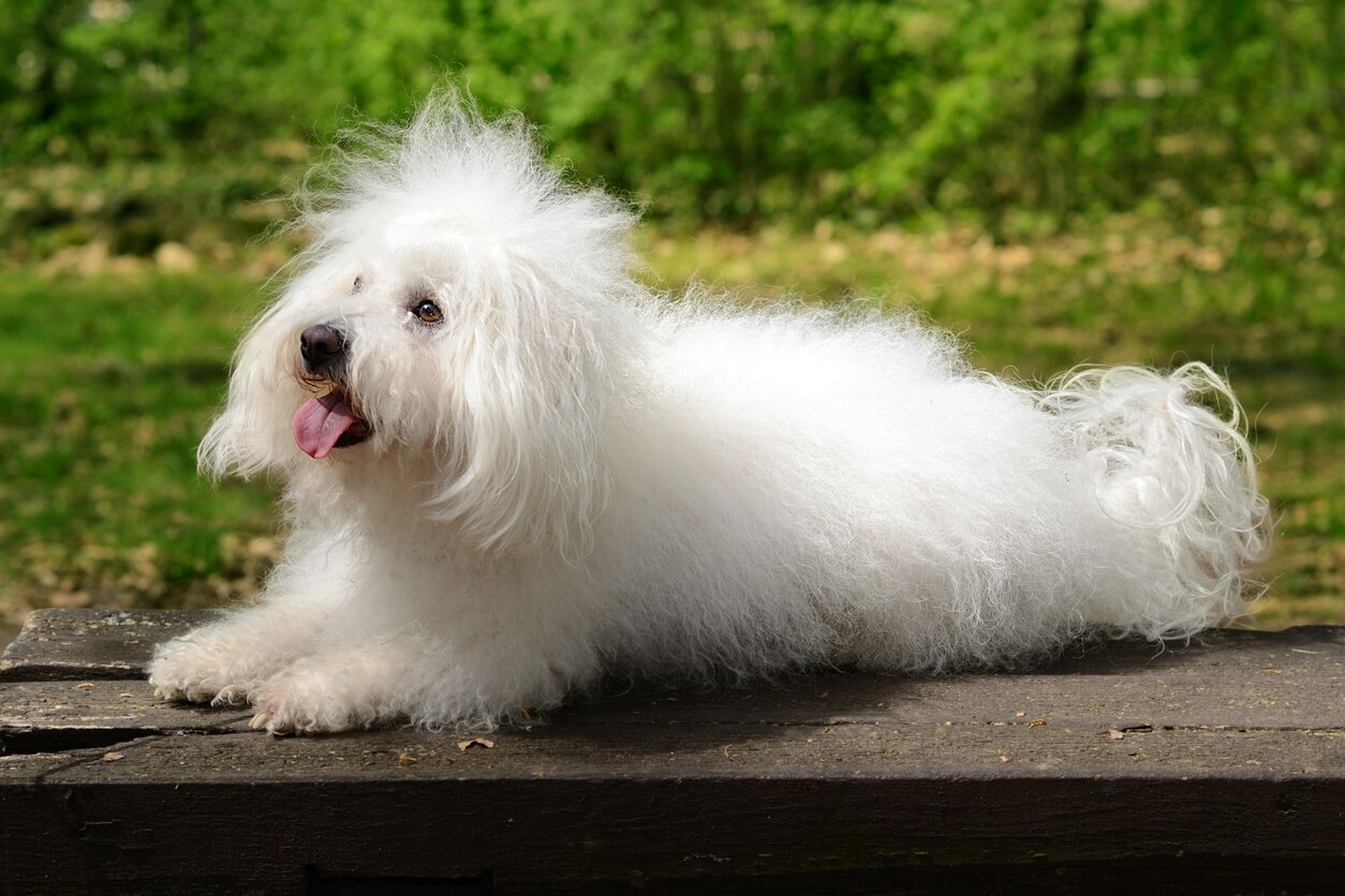 Bolognese Dog Breed PetMD