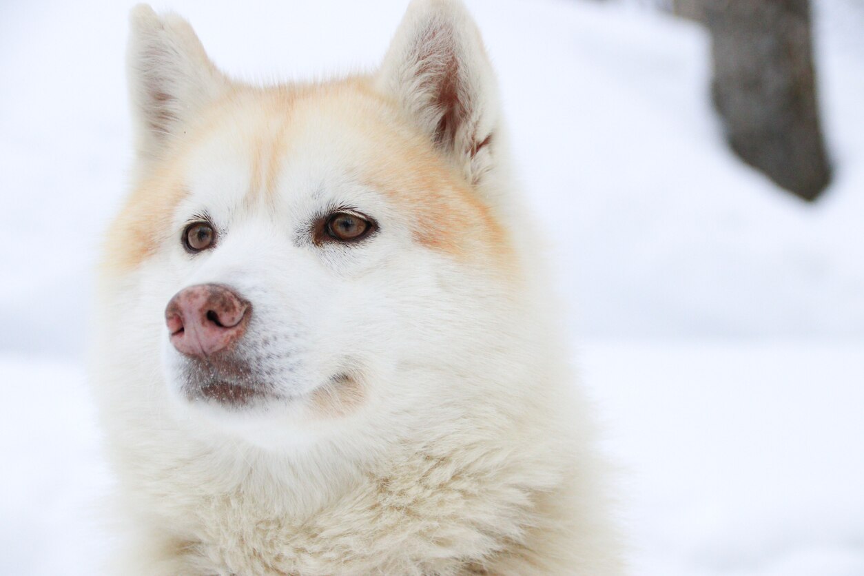 Hokkaido | PetMD