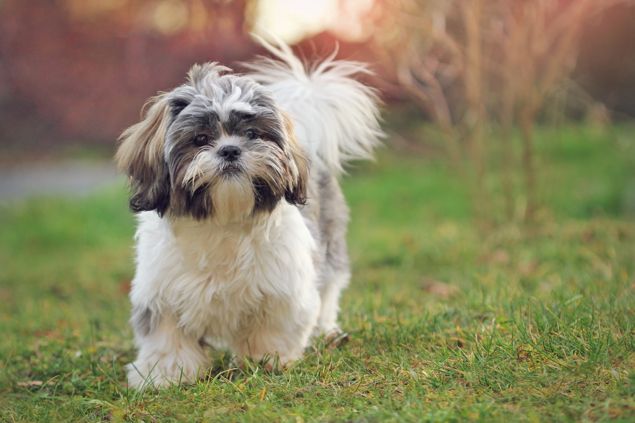 Shih Tzu Dog, Health and Life Span | PetMD