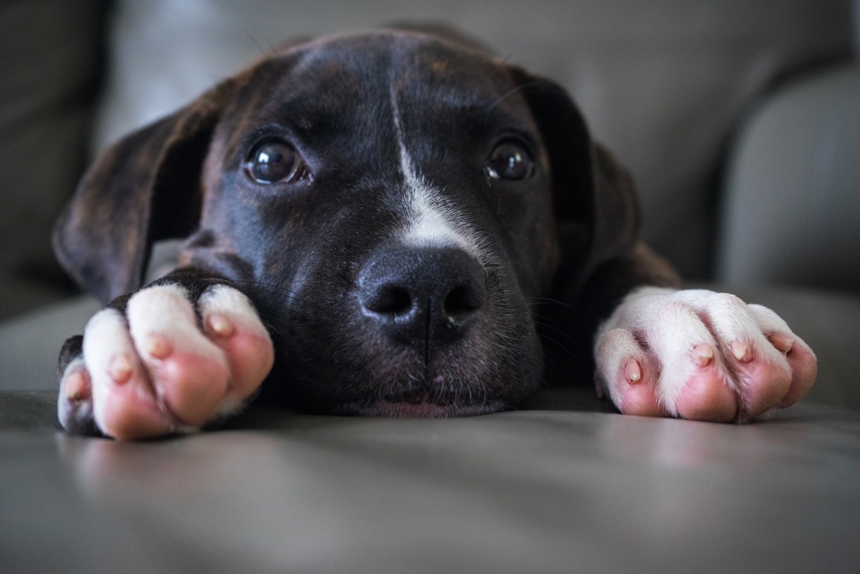 why-is-my-dog-licking-his-paws-and-chewing-them-petmd