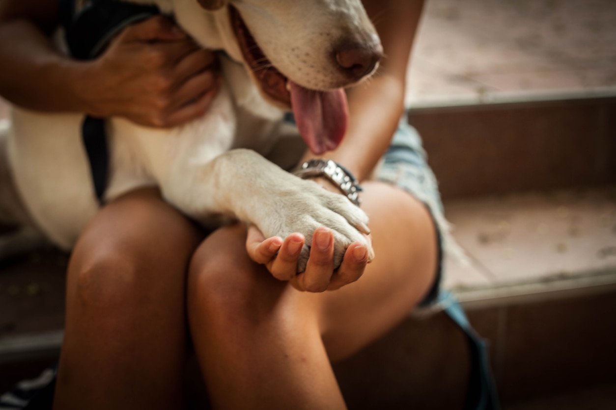 7 Reasons Why Dogs Lick Humans – Wet Paws Dog Grooming