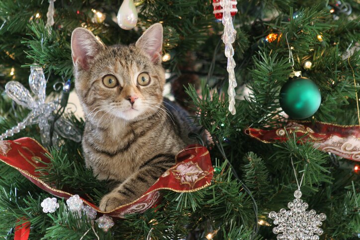 Can Cats and Christmas Trees Coexist?