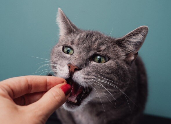 What Is Human-Grade Cat Food?