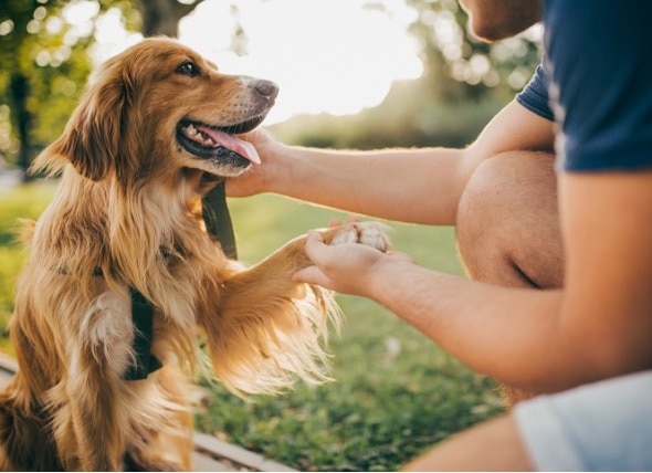 6 Signs Your Dog Isn't Getting Enough Exercise | PetMD