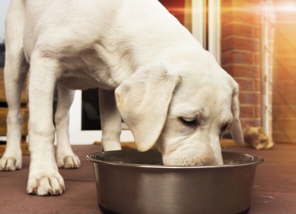 What's in Natural Dog Food? 