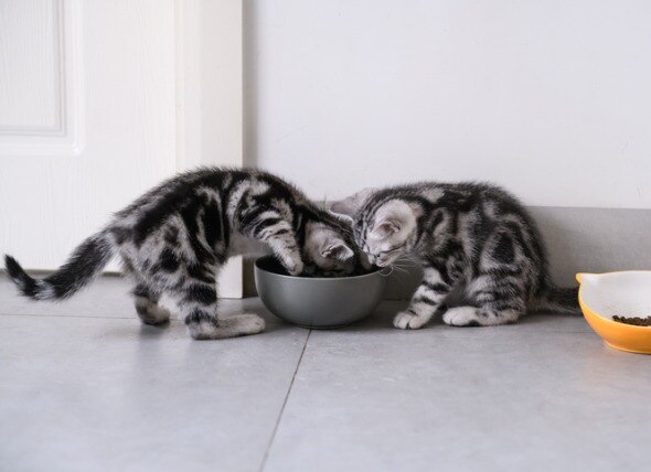 Feeding Kittens 101: What to Feed, How Much, and How Often