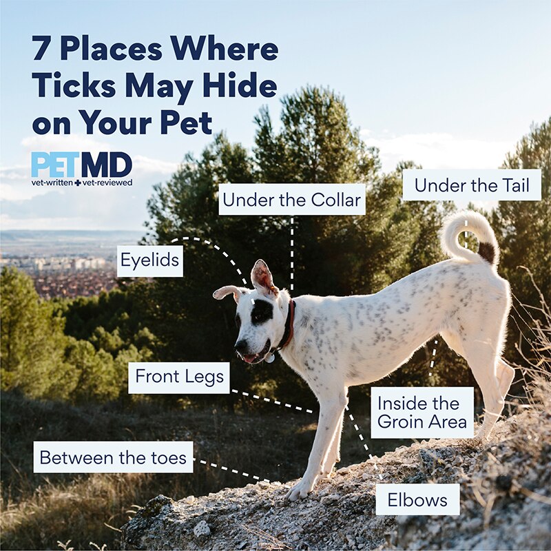 7 Places Ticks May Hide on Your Pet PetMD