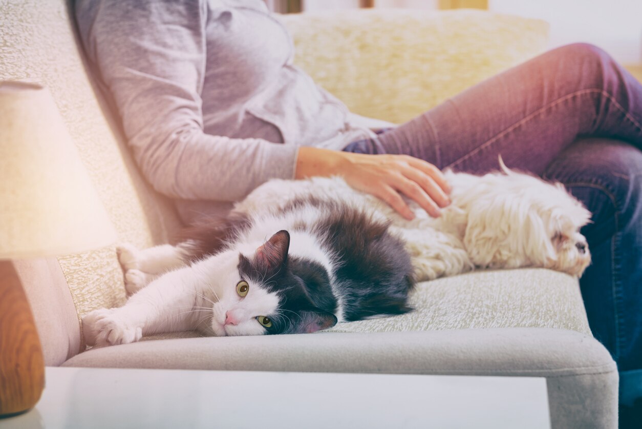 5 Signs Your Pet Is Having an Allergic Reaction PetMD
