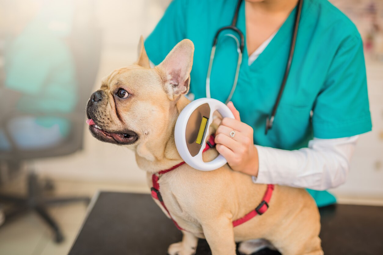 Dog Microchip FAQ: Cost, Where to Go and, How It Works