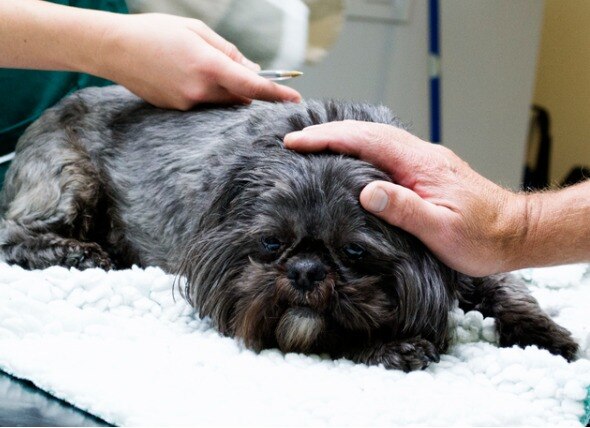 Benadryl Overdose in Dogs