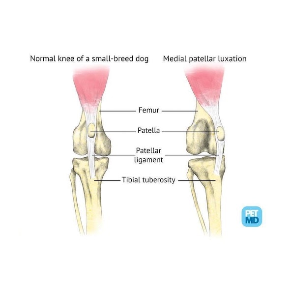 Luxating Patella in Dogs (Knee Dislocation) Symptoms, Causes