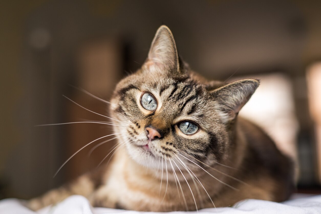 photo of cat staring at camera