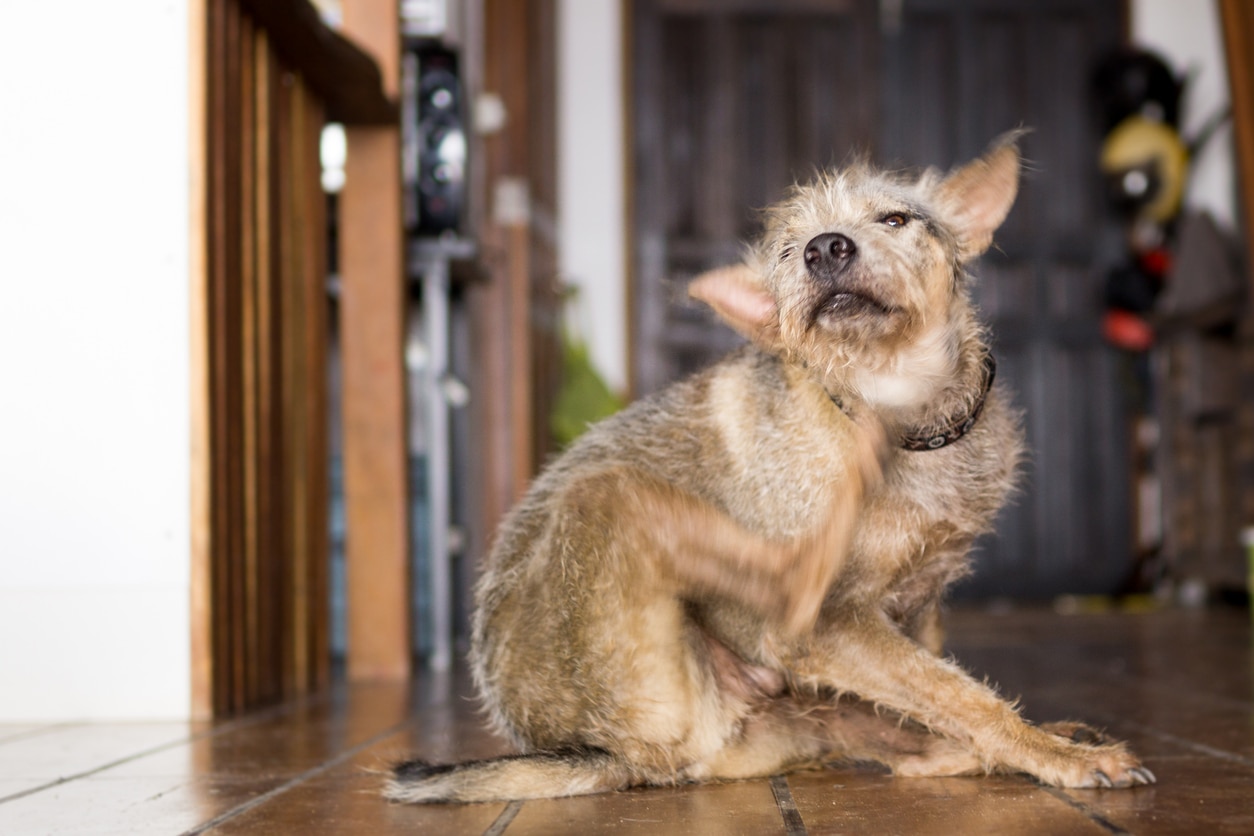 Hair Loss in Dogs (Alopecia in Dogs)